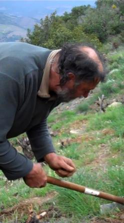 Natural wine producer Alain Castex working among the vines