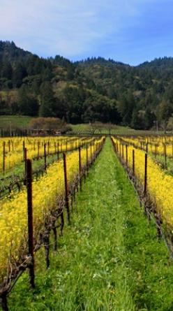 Rows of vines in a biodynamic vineyard bathed in golden light