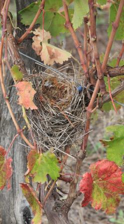 A bird's nest nestled among vine branches