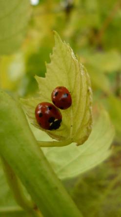 A ladybird resting on a green leaf in the vineyard