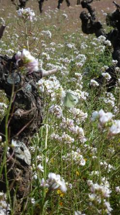 A flowering vine in a natural wine vineyard in Faugeres