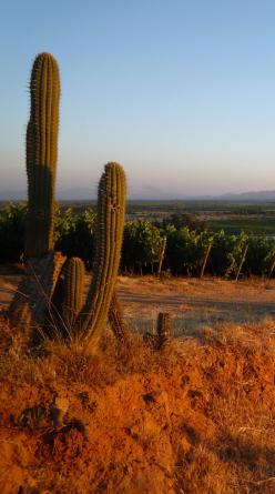 An arid landscape with cacti, illustrating organic viticulture