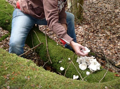 Isabelle Legeron foraging mushrooms in the forest