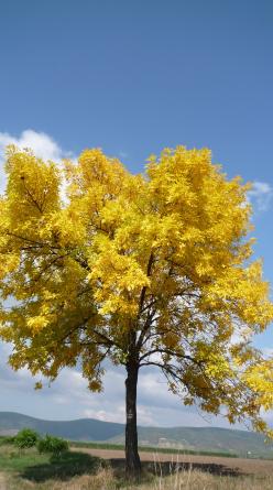 A golden-leaved tree in the Hungarian countryside in autumn