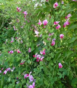 Pink and purple sweet pea flowers growing in a garden