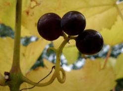 Close-up of three dark wine grapes hanging on the vine